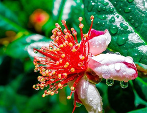 30 x Feijoa sellowiana. Hedging feijoa plant, Pineapple Guava - online plant website
