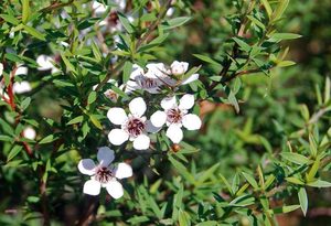 Products: 25 x Manuka Leptospermum scoparium Plants