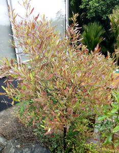 20 x Dodonaea viscosa`Red` - online plant website