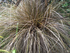 20 x Carex comans Bronze - online plant website