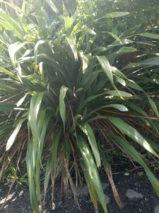 20 phormium cookianum. Mountain Flax - online plant website