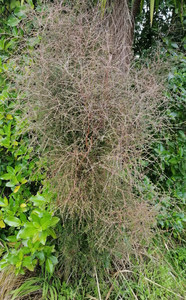 Products: 25 x Coprosma virescens Small leafed upright growing native plant. Informal Hedge - online plant website