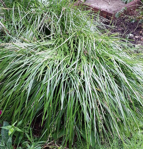 20 x Lomandra Lime Tuff Bright Green Landscape Grass