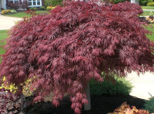 10 x Acer dissectum atropurpurea. Japanese Weeping Maple