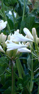 Products: 40 x Agapanthus Finn. Ecopanthus Dwarf White Flowers