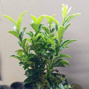 50 x Euonymus Emerald Gem - online plant website