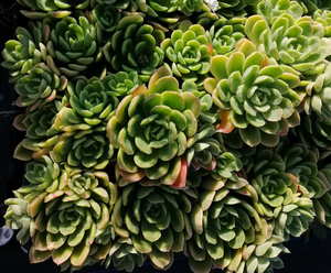 15 x Echeveria Green Rose - online plant website