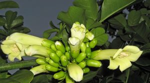 Products: 20 x Tecomanthe speciosa - online plant website