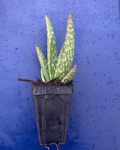 Products: 20 x Aloe Vera Plants - online plant website