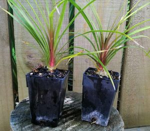 Products: 20 x Pony Tail Palm : Beaucarnea recurvata - online plant website
