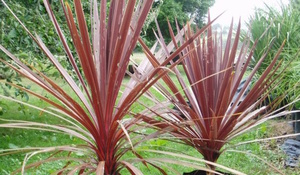 20 x Cordyline australis purpurea. Native NZ Cabbage tree - online plant website