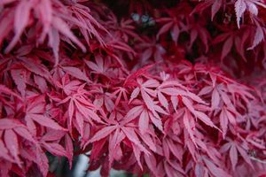 20 x Acer palmatum. atropurpurea. Purple Japanese Maple Mixed - online plant website