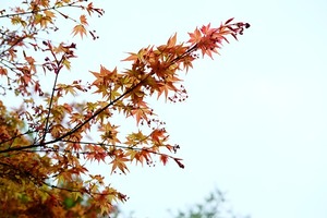 20 x Acer palmatum. senkaki. Coral Bark Maple. Lovely red stems and green leaves&hellip;