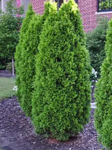 20 x Thuja plicata 'Green Giant'. Attractive dark green conifer hedge. - Thuja green GiantG