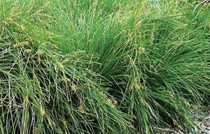 Products: 20 x Lomandra Evergreen Baby™