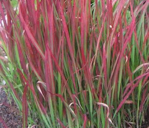 20 x Imperata Cylindrica 'Red Baron'. Japanese blood grass - online plant website