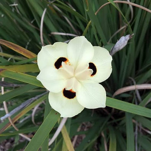 20 x Dietes bicolor