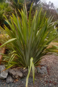 10 x Phormium tenax: Strong growing revegtation flax. Tuis love the flowers - on&hellip;