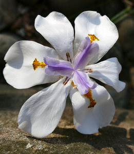 20 x Dietes grandiflora. Attractive white flat iris-like flowers
