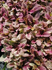 16 x Ajuga reptans Multicolour. - online plant website