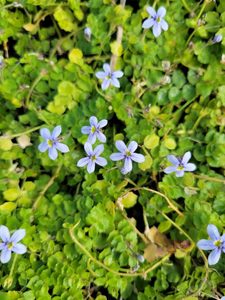 20 x Pratia puberula blue. Native fine leafed ground cover. Light blue flowers -&hellip;
