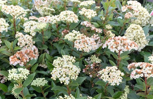 20 x Viburnum 'Eve Price'. A small leafed compact viburnum. White flowers. - onl&hellip;