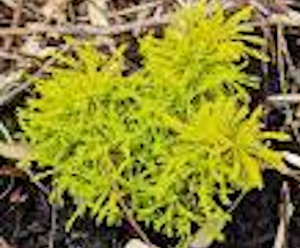 20 x Santolina 'Lime Fizz' - online plant website