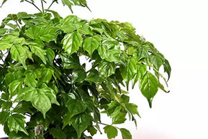 20 x Radermachera sinica. China Doll plant - online plant website
