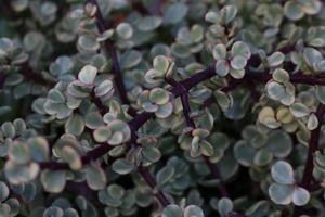 Products: 20 x Portulacaria Afra Variegata - Rainbow Bush. - online plant website