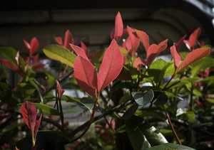 20 x Photinia Red Robin : Red / green leafed hedging plant. - online plant website