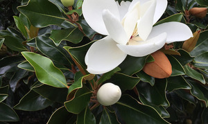 16 x Magnolia Grandiflora - The Southern Magnolia - online plant website