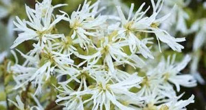 20 x Loropetalum Ice Berry - online plant website