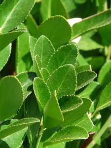 20 x Laurus nobilis. Bay Tree. Aromaric Hedge - online plant website