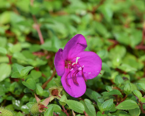 20 x Heterocentron elegans - Spanish Shawl - online plant website