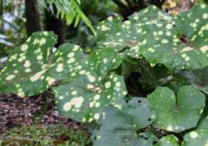 20 x Farfugium japonicum - Ligularia Leopard Green - online plant website