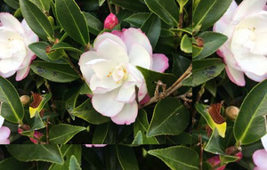 20 x Camellia sasanqua Paradise Blush. Screening, hedge - online plant website