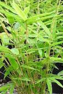 Products: 20 x Bambusa Wang Tsai - online plant website