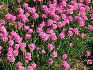20 x Armeria Pacific Giant. Pink flowering perrenial groundcover - online plant website