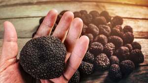 Events: Truffle & Wine - 2024