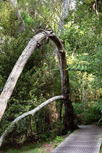 Jim Wheeler: Exotic Native. Immigrants' Portrait