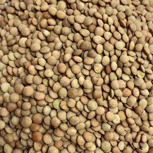 Brown Lentils