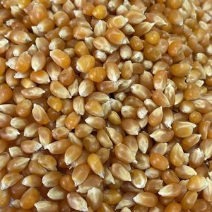 Seeds Grains: Popping Corn