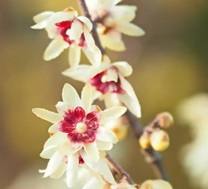 Shrubs: Chimonanthus Praecox – Wintersweet
