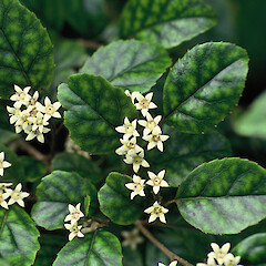 Shrubs: Carpedetos Serrata – Marbleleaf – Putaputawētā
