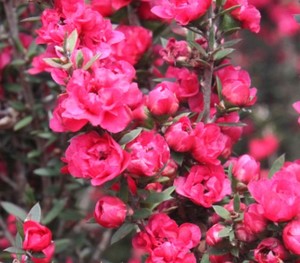 Shrubs: Leptospermum – Manuka Wiri Joan