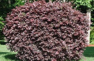 Shrubs: Loropetalum Chinese var rubrum – Chinese fringe flower