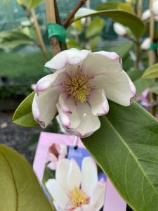 Shrubs: Magnolia Fairy Blush