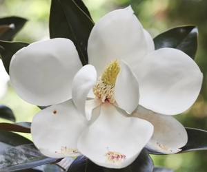 Magnolia grandiflora – Little Gem