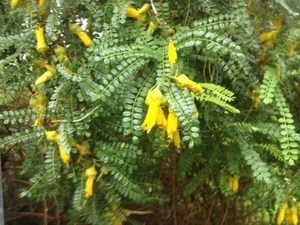 Shrubs: Sophora Molloyi ‘Dragon’s Gold – Kowhai