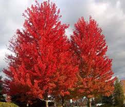 Deciduous Trees: Acer Freemanii Jeffers Red / Autumn Blaze